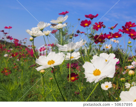 Cosmos cosmos field Cosmos cosmos field 50637895