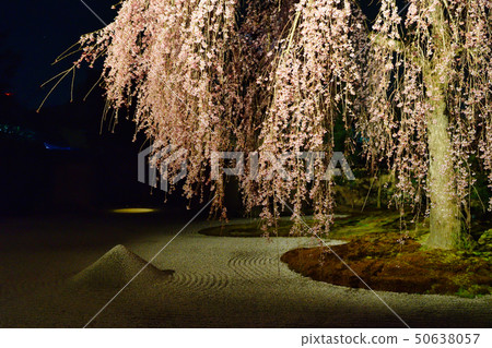 高台寺照亮(京都) 高台寺照亮(京都) 50638057