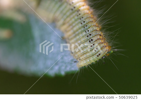 Larvae of garden moth on the leaf Larvae of garden moth on the leaf 50639025