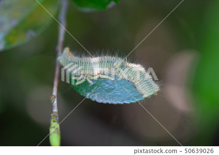 Larvae of garden moth on the leaf Larvae of garden moth on the leaf 50639026