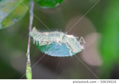 Larvae of garden moth on the leaf 50639028