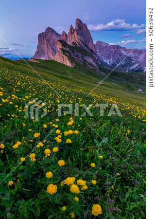 Dolomite mountain and wildflower at Seceda peak 50639432