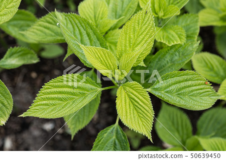 Boehmeria Cylindrica Bog Hemp Plant Boehmeria Cylindrica Bog Hemp Plant 50639450