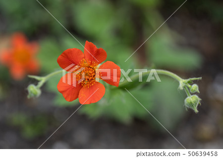 Geum Coccineum Red Avens Blooming Flower 50639458