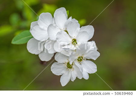 Exochorda Racemosa Pearlbush Flowers Exochorda Racemosa Pearlbush Flowers 50639460