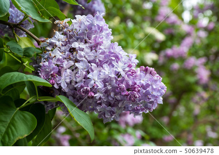 Syringa Vulgaris Marechal Lannes Common Lilac 50639478