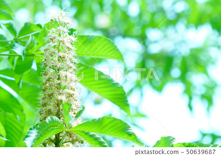 Tochi花 Tochi花 50639687