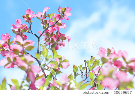 藍天和山茱wood 藍天和山茱wood 50639697