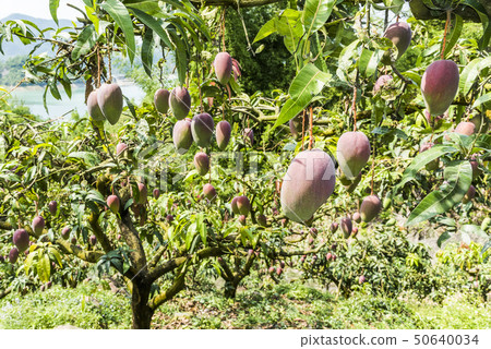 close up of mango fruit on a mango tree 50640034