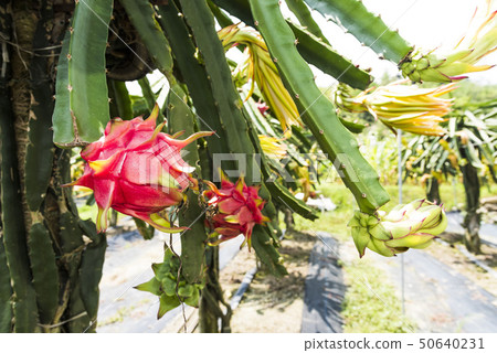 Raw pitahaya fruit on a tree 50640231