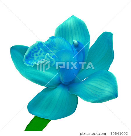 Blue Orchid Plant a6096