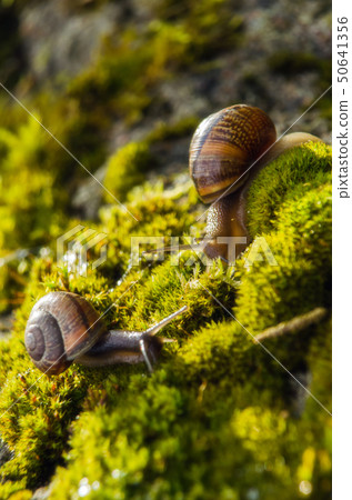 Big grape snail in shell crawling, summer day in garden, A common garden snail climbing on a stump Big grape snail in shell crawling, summer day in garden, A common garden snail climbing on a stump 50641356