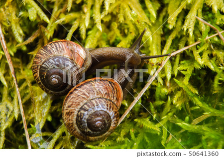 Big grape snail in shell crawling, summer day in garden, A common garden snail climbing on a stump Big grape snail in shell crawling, summer day in garden, A common garden snail climbing on a stump 50641360