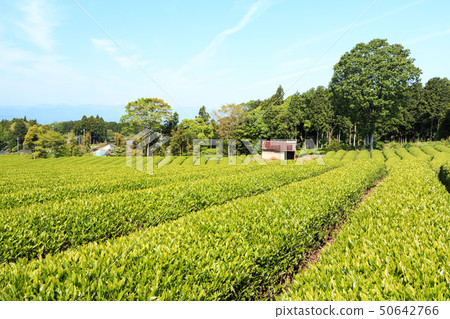 Tea plantation (early summer) 50642766
