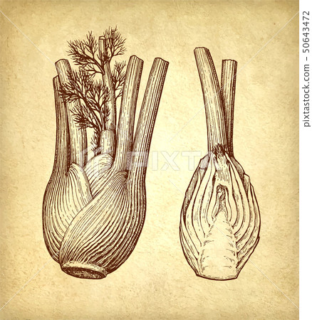 Ink sketch of fennel bulbs Ink sketch of fennel bulbs 50643472