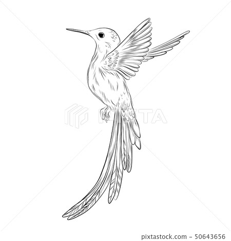 Hand-drawn colibri illustration. Humming bird sketch on white background. Cute small bird tropical 50643656