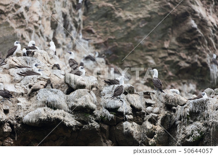 bird, birds, cliff 50644057