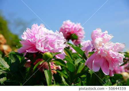 Peony 50644339