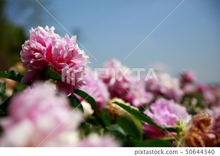 牡丹 牡丹 50644340