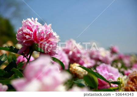 Peony 50644343