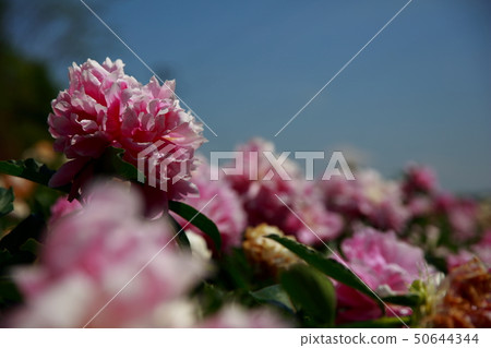 Peony Peony 50644344