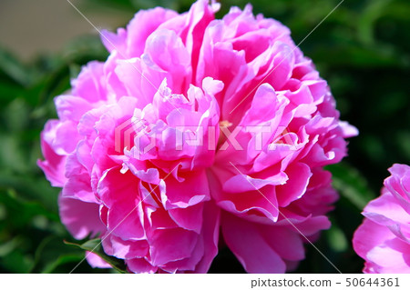 牡丹 牡丹 50644361