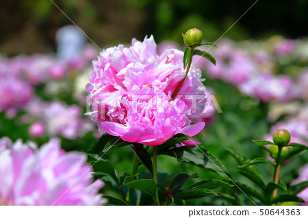 Peony 50644363