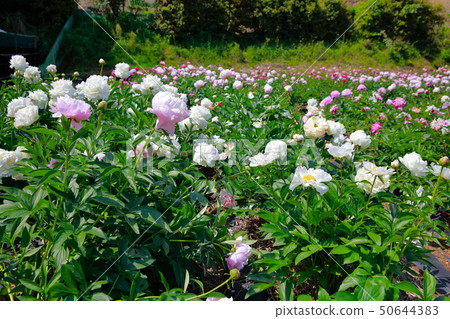 牡丹 牡丹 50644383