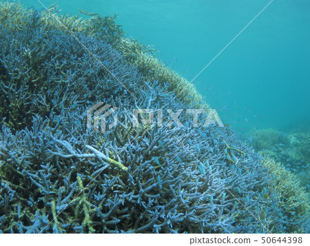Yaeyama Okinawa Ishigakijima Hamajima Phantom Island Coral Reef Coral Reef Edo Sea South Country South Island Nature Landscape Landscape 50644398