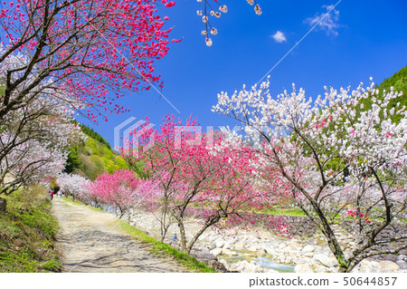 人行道3與盛開的鮮花 人行道3與盛開的鮮花 50644857