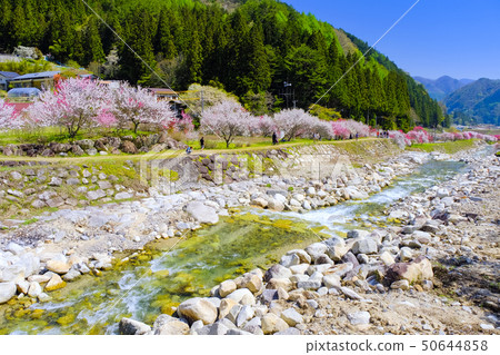 花桃樹木和溪流 花桃樹木和溪流 50644858