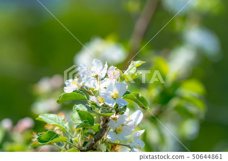 蘋果花[長野縣] 50644861