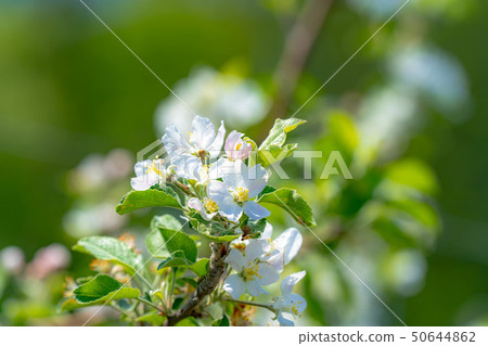 蘋果花[長野縣] 50644862