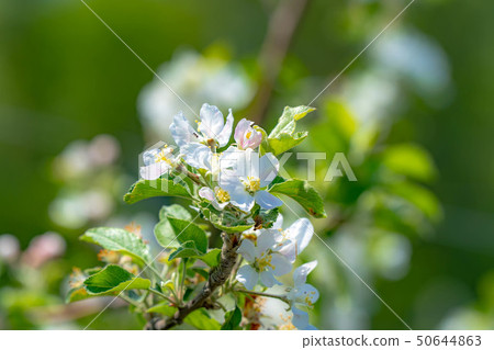 蘋果花[長野縣] 50644863