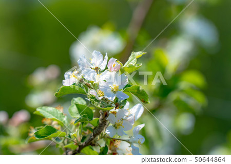 蘋果花[長野縣] 50644864