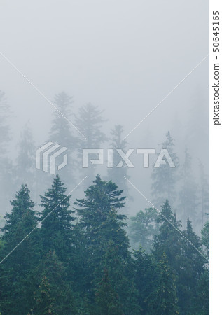 Misty mountain landscape Misty mountain landscape 50645165