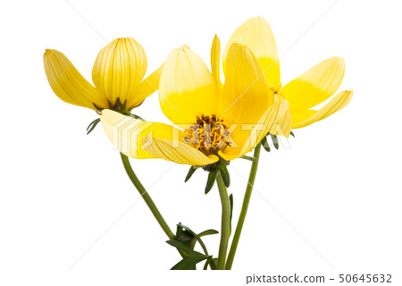 bidens triplinervia isolated bidens triplinervia isolated 50645632