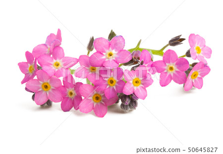 forget-me-not isolated forget-me-not isolated 50645827