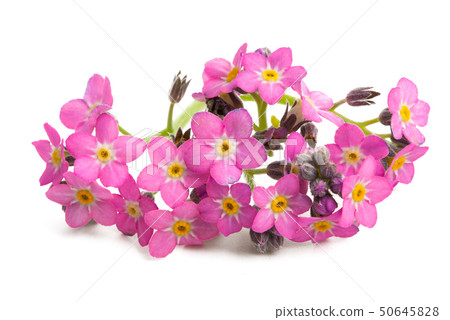 forget-me-not isolated 50645828