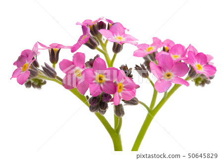 forget-me-not isolated forget-me-not isolated 50645829
