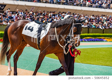 paddock paddock 50645852