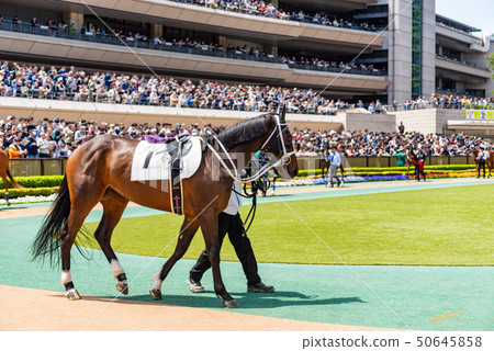 paddock paddock 50645858