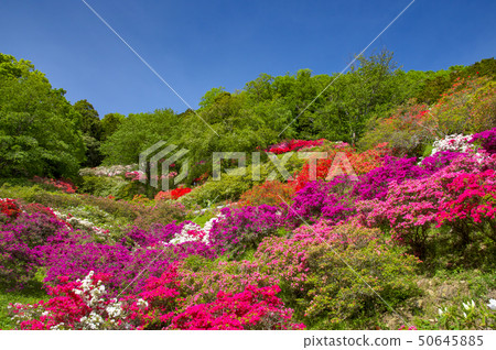 五個主要杜鵑花的杜鵑花 五個主要杜鵑花的杜鵑花 50645885
