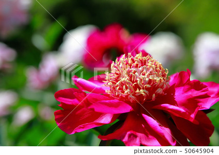 Peony 50645904