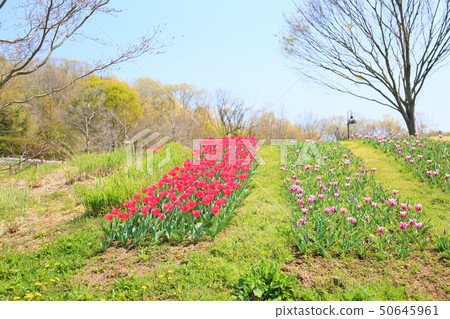 Spring flower bed tulip flower Spring flower bed tulip flower 50645961