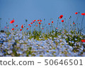 Nemophila和罌粟 50646501