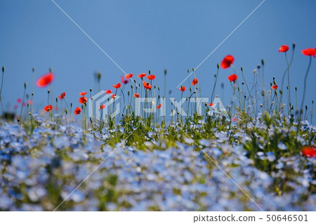 Nemophila和罌粟 50646501