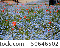 Nemophila和罌粟 50646502