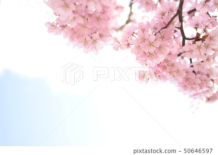 Cherry blossoms Cherry blossoms 50646597