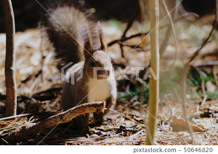 Squirre 50646820